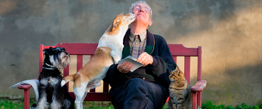 Looking After All of Your Pets