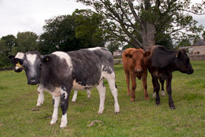 Cattle