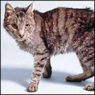 Hyperthyroid cat