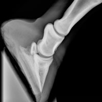 horse x-ray